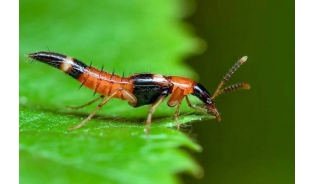 Tác hại và cách tiêu diệt kiến ba khoang